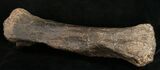 Sauropod (Diplodocus) Metatarsal - On Stand #10131-5